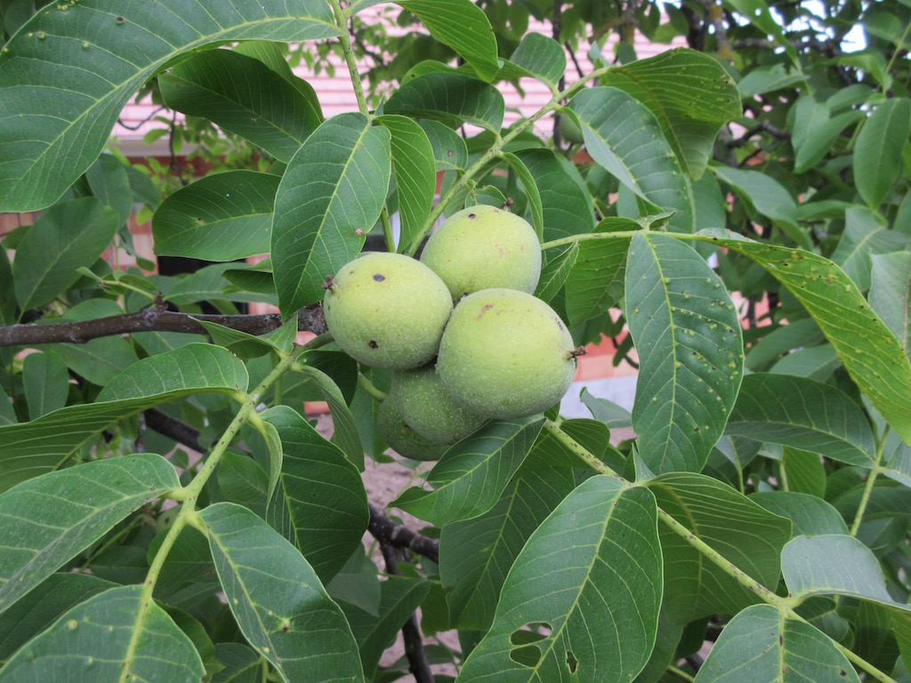 Could this be a walnut tree in our garden?