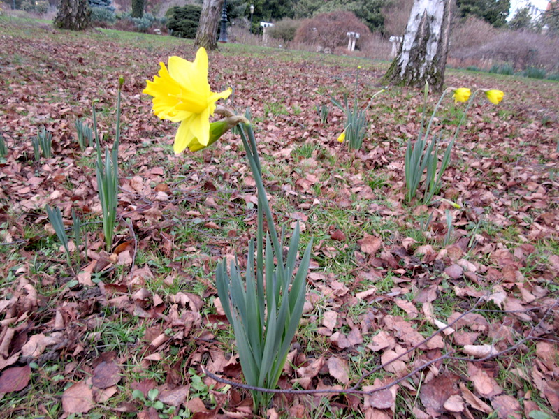 A sunny winter daffodil